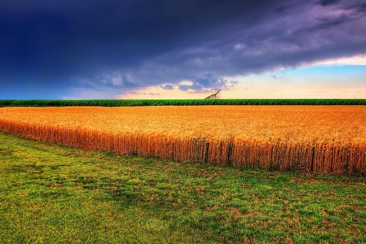 Kansas Summer Wheat and Storm Panorama