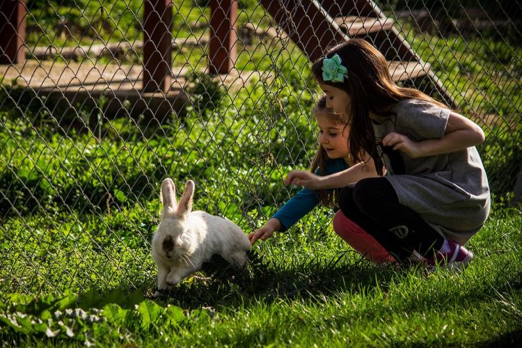 Permalink to Run Rabbit Run Rabbit